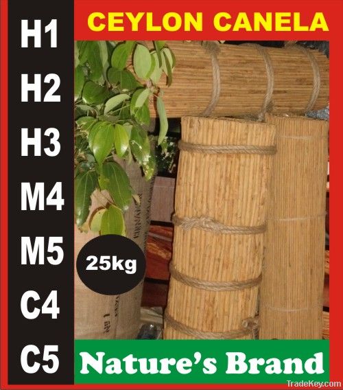 WHO CAN BE AN AGENT FOR CEYLON CINNAMON/CANELA