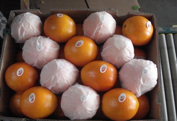 navel orange