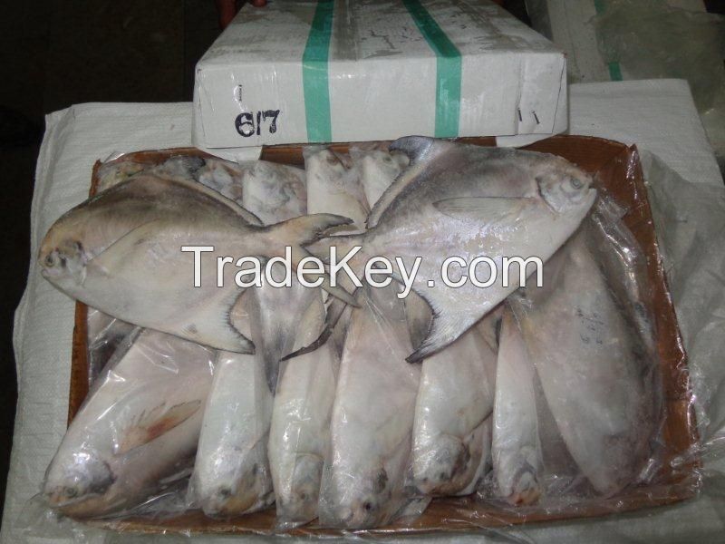 Fresh / Frozen Silver Pomfret , Chinese Pomfret , Black Pomfret , Golden Pomfret