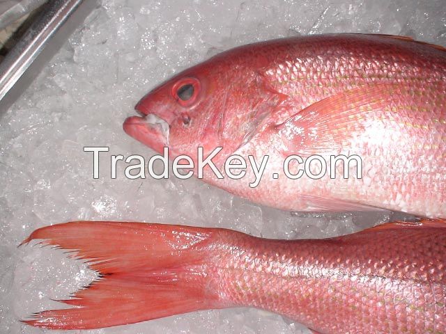 Fresh / Frozen Red Snapper 