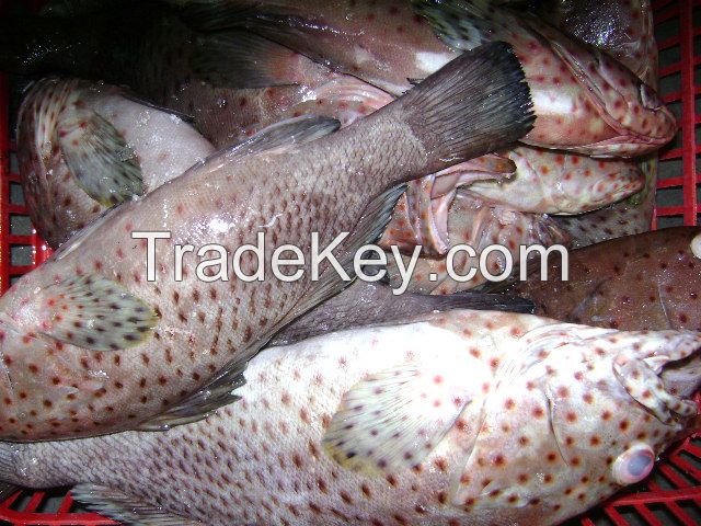 Fresh and Frozen Grouper