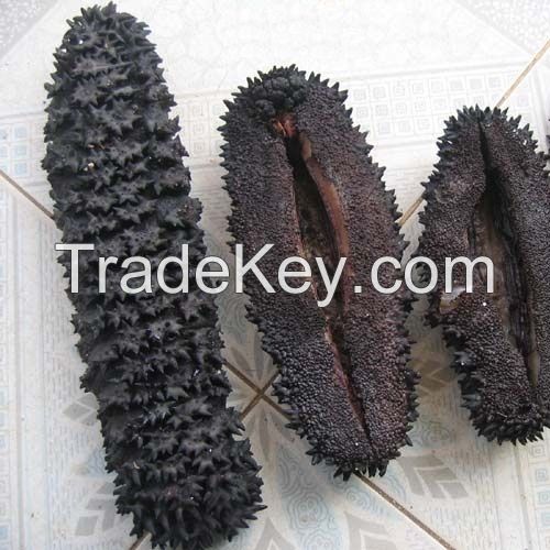 Sea Cucumber