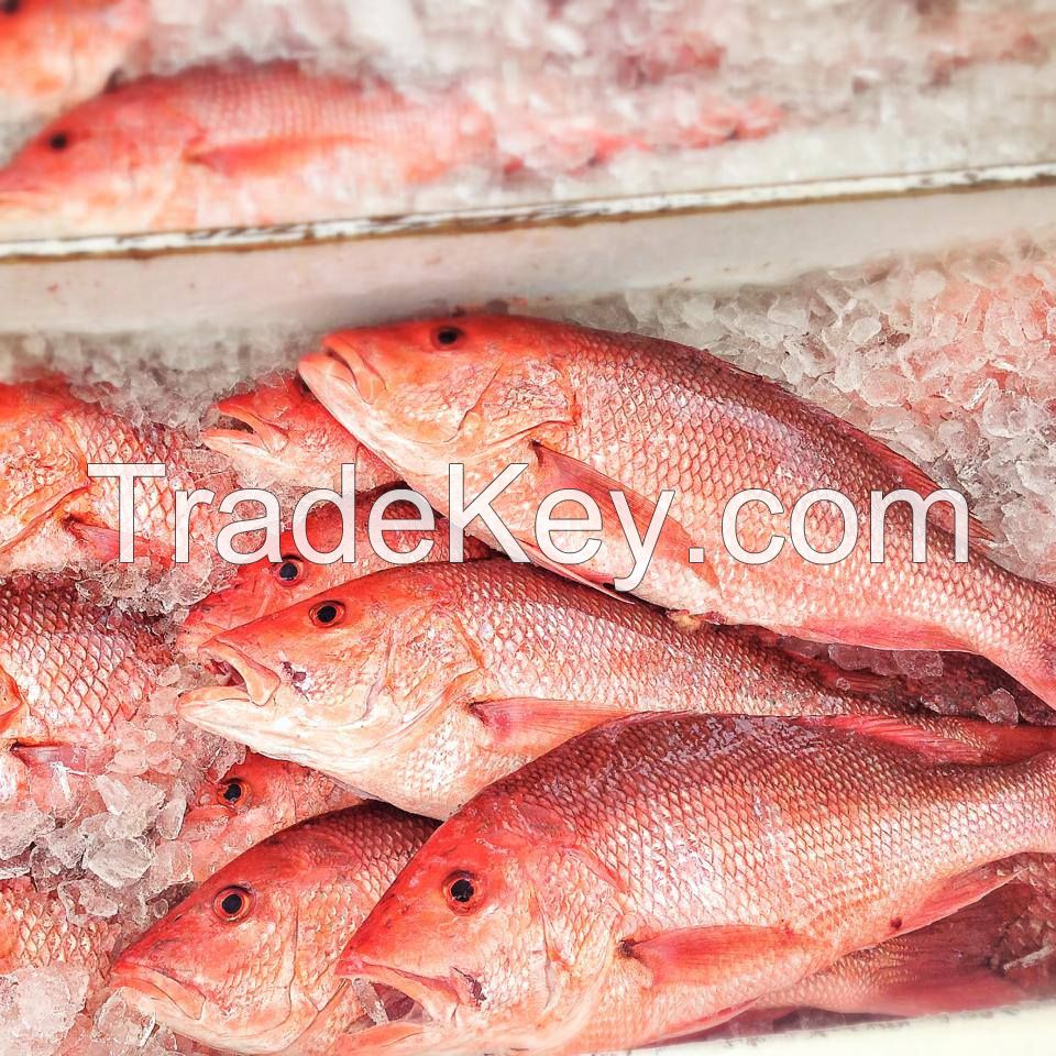 Fresh / Frozen Red Snapper 