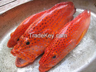 Fresh and Frozen Grouper