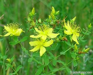 Organic St John's Wort Oil