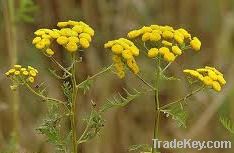 Organic Tansy Oil