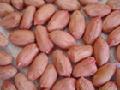 PEANUT KERNELS 24/28