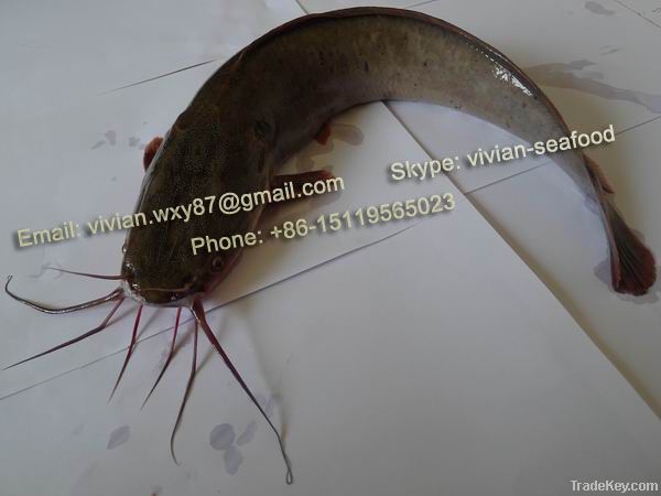 Offer China Frozen Catfish (Clarias fuscus)