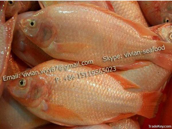 Offer Frozen Red Tilapia Fish (Oreochromis Niloticus)