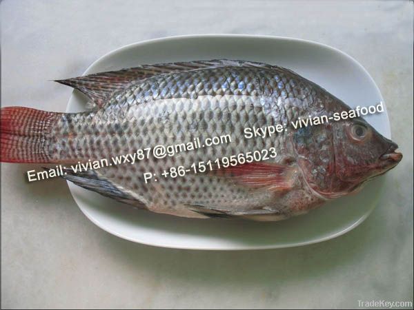 Frozen Black Tilapia Whole Round (Oreochromis Niloticus)