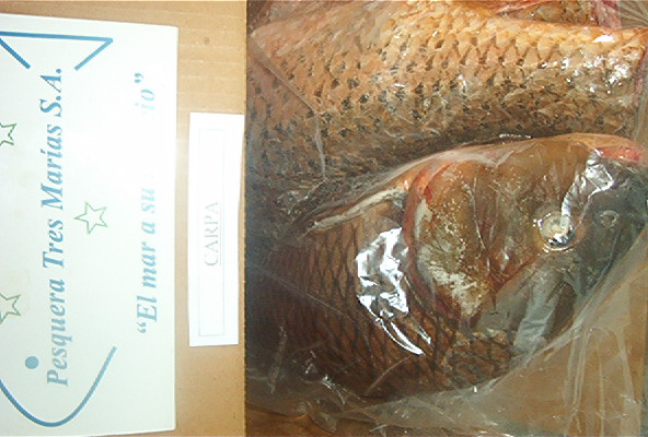 Carp Gutted and HGt