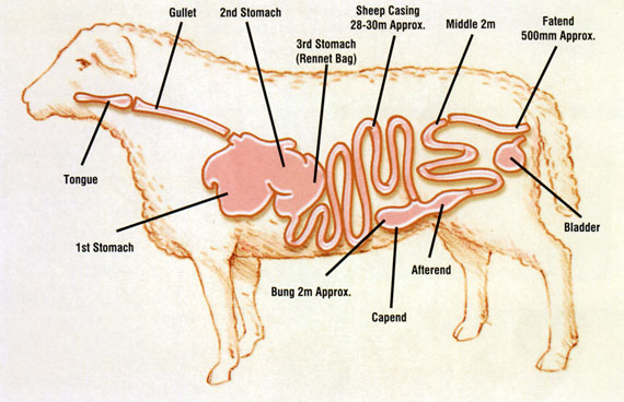 sheepcasing