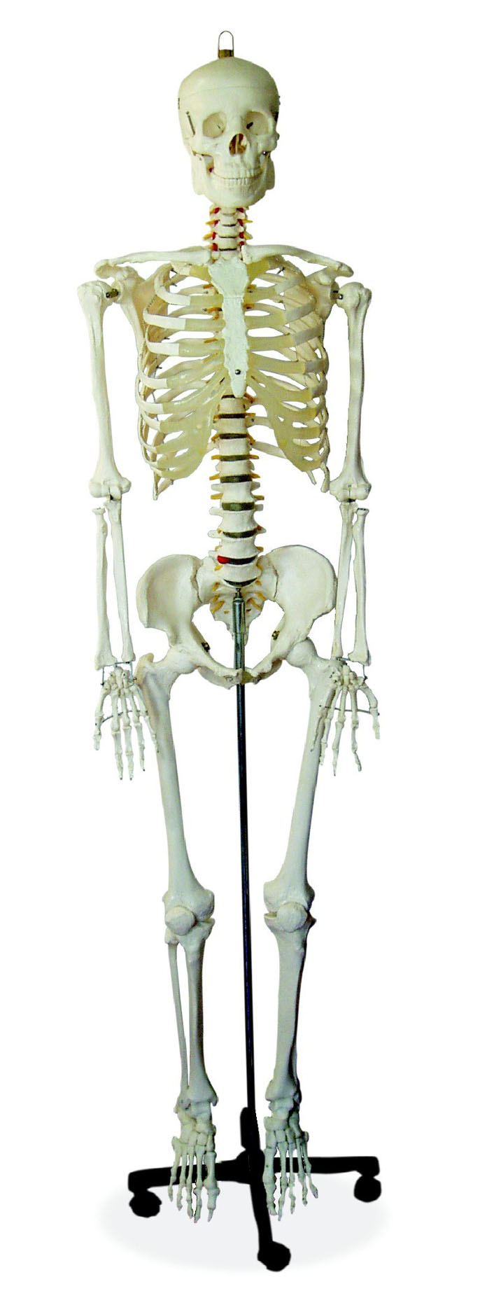 human skeleton model