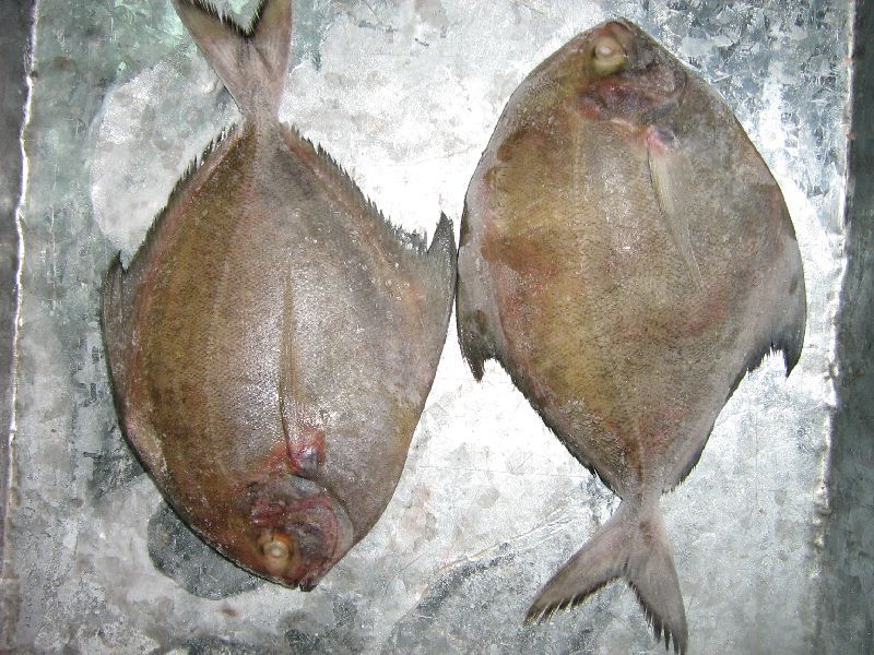 fresh frozen black pomfret
