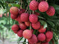 fresh lychee