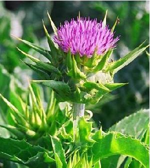 Milk Thistle Extract/ Silymarin/ Silybin/ Milk Thistle