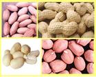 peanut/groundnut