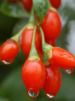 Goji Extract