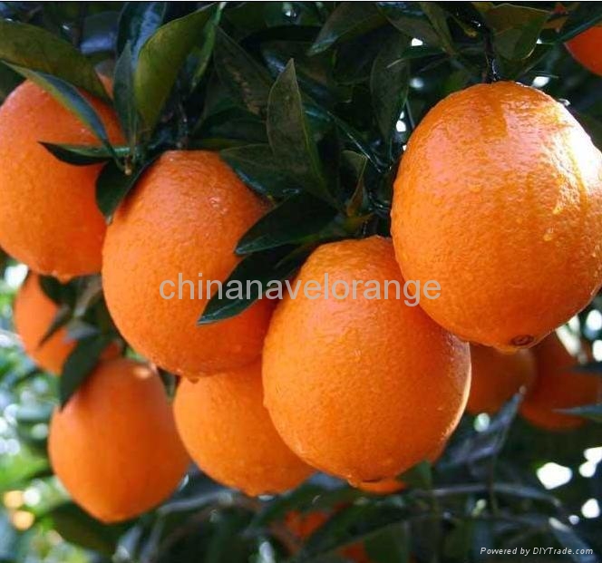 Fresh navel orange