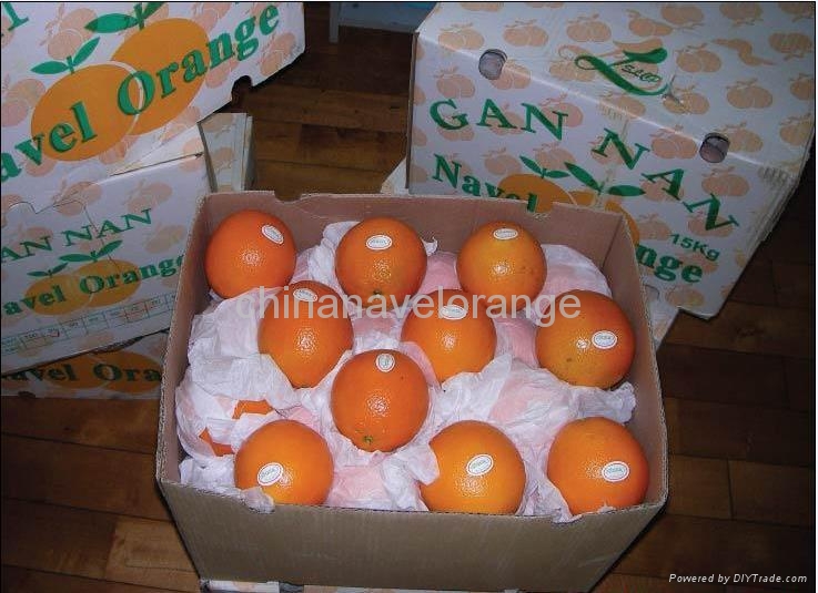 navel orange