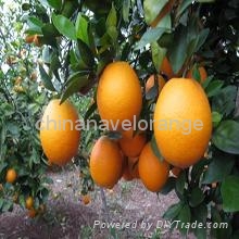 gannan navel orange