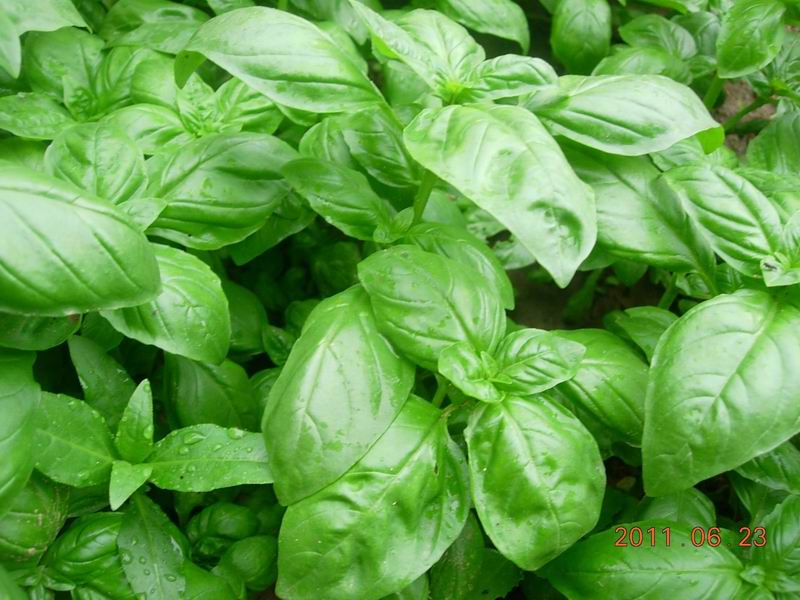 basil sauce