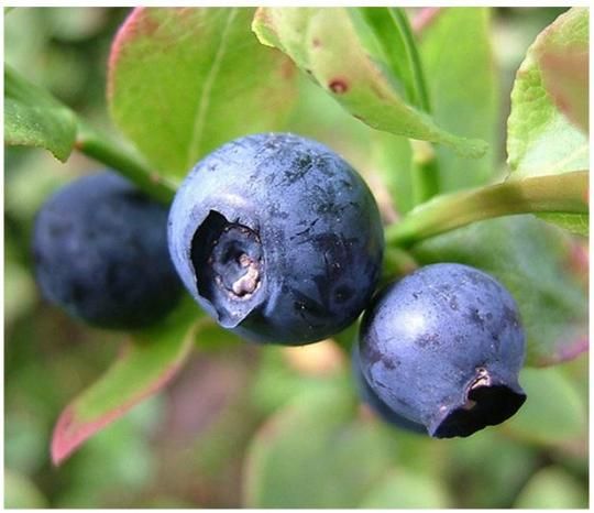 Bilberry 