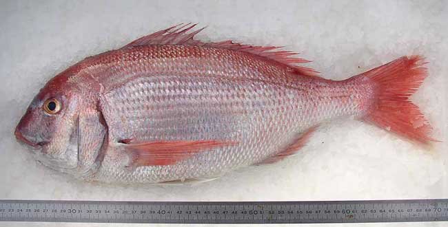 Frozen Red Seabream