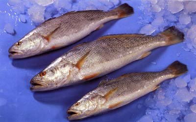 FROZEN CROAKER