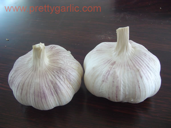 Normal White Garlic