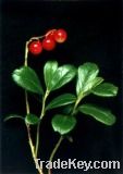 Lingonberry extract