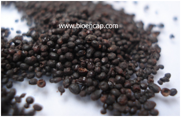 Bioencapsulation plant / animal extracts