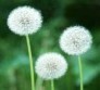 Dandelion plant extract