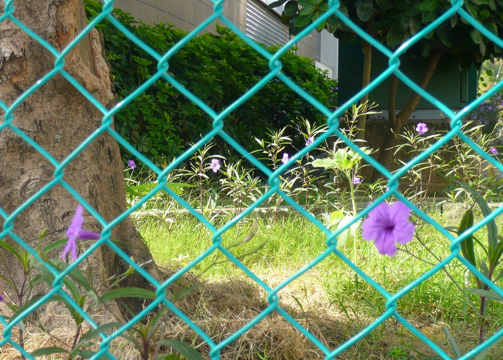 Chain Link Fence in Galvanized Wire / PVC coated Wire