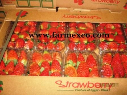 Fresh Strawberry