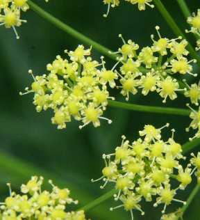 ASAFOETIDA OIL