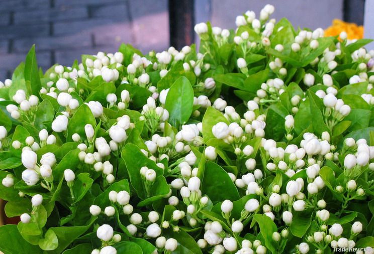 jasmine flower water, jasmine hydolat