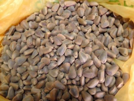 Raw pine nuts, Pinus koraiensis