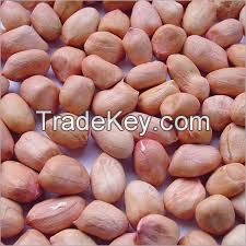 Peanut Kernels