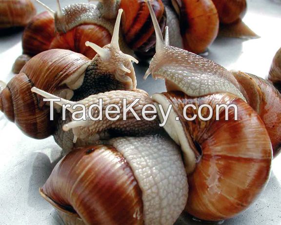 Fresh Frozen Moon Snail Meat / snail extract / Snail mucous