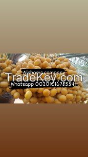 Fresh Dates Barhi 