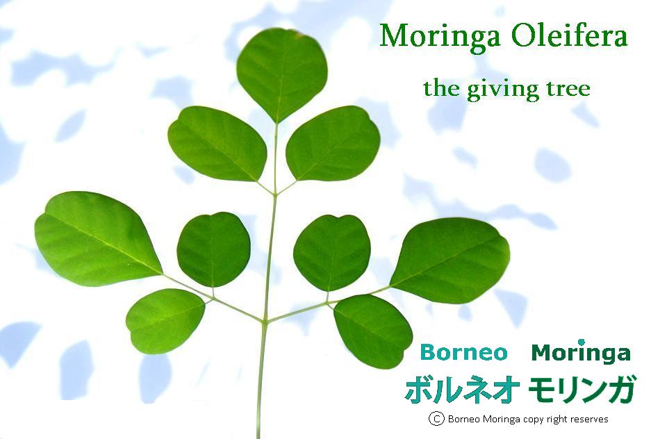 Moringa Oleifera Raw, Semi-Finished and Fished Materials