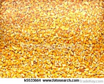 Yellow And White corn