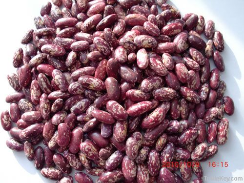 LSKB PSKB RKM etc Kidney Beans