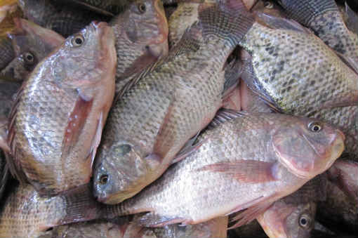 black tilapia