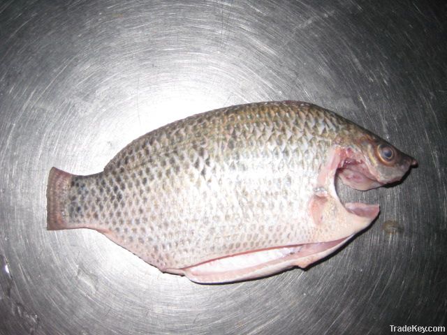 Mooncut tilapia/C-cut tilapia