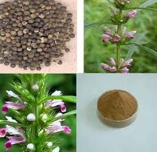 Motherwort extract