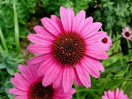 Echinacea Herb extract