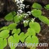 Epimedium Extract