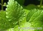 Lemon Balm Extract